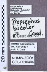 Etikette zu Propsephus bicolor (NHMW-ZOO-COL-0010494)